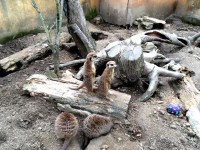 /album/fotogalerie-zoopark-zajezd-mala-rodinna-zoo-nedaleko-kladna/zoopark-zajezd55-jpg/